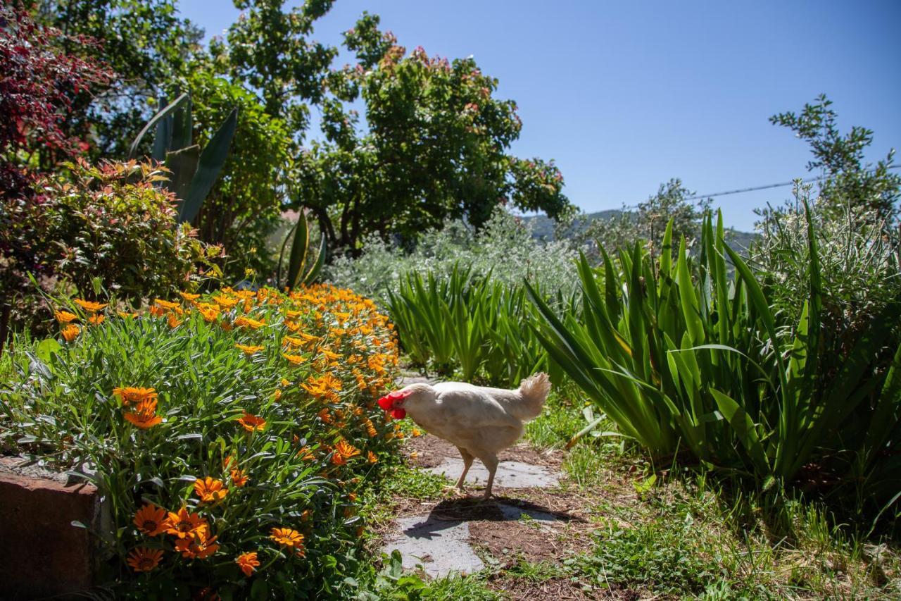 Pietrantica - Affittacamere Con Giardino Nuova Apertura A Trebiano -Citr Eksteriør bilde